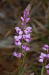 Racemed milkwort